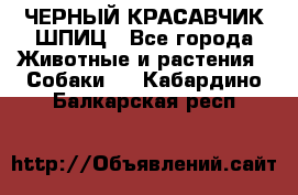 ЧЕРНЫЙ КРАСАВЧИК ШПИЦ - Все города Животные и растения » Собаки   . Кабардино-Балкарская респ.